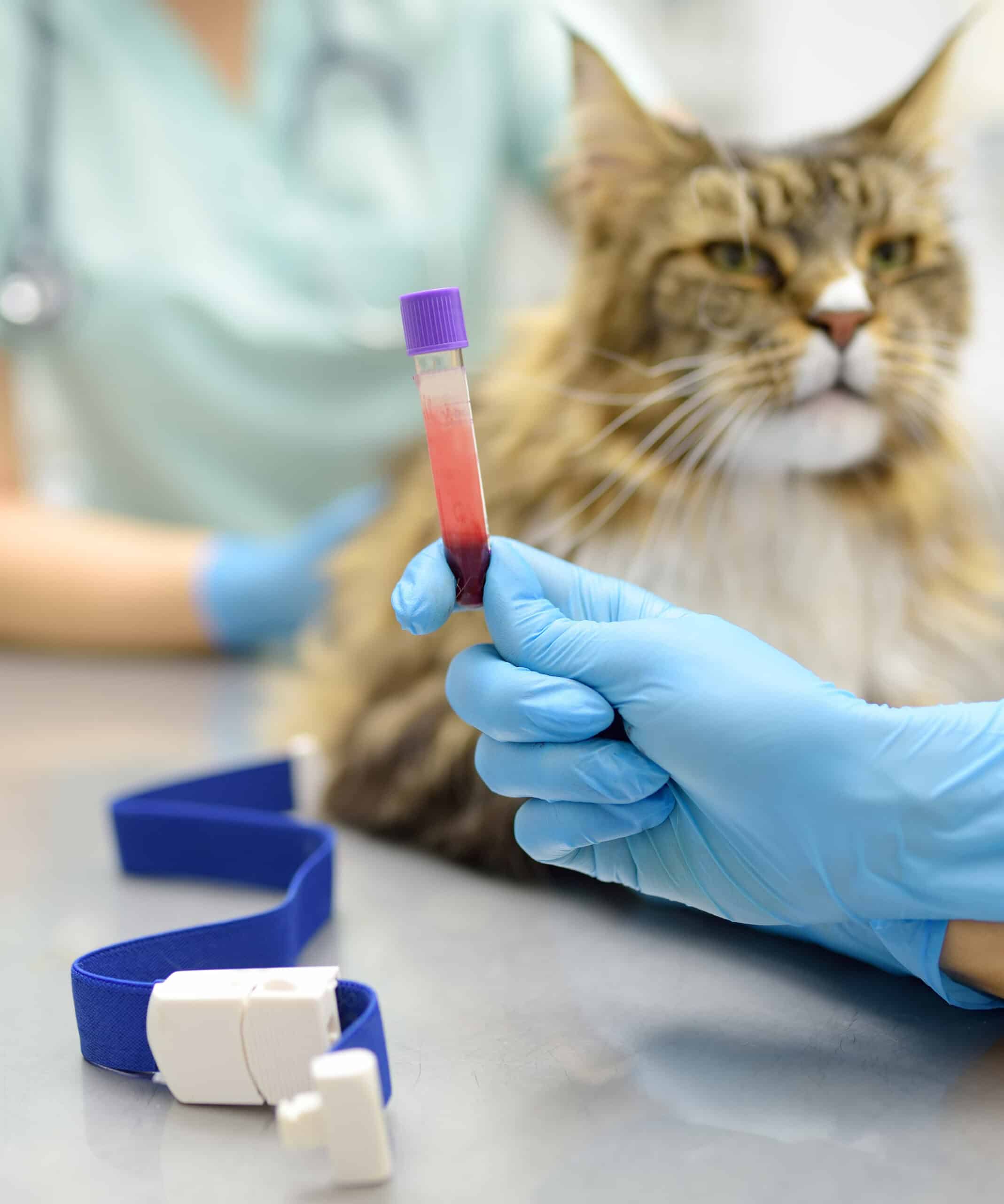 Personalized Care from Your Local Veterinary Team