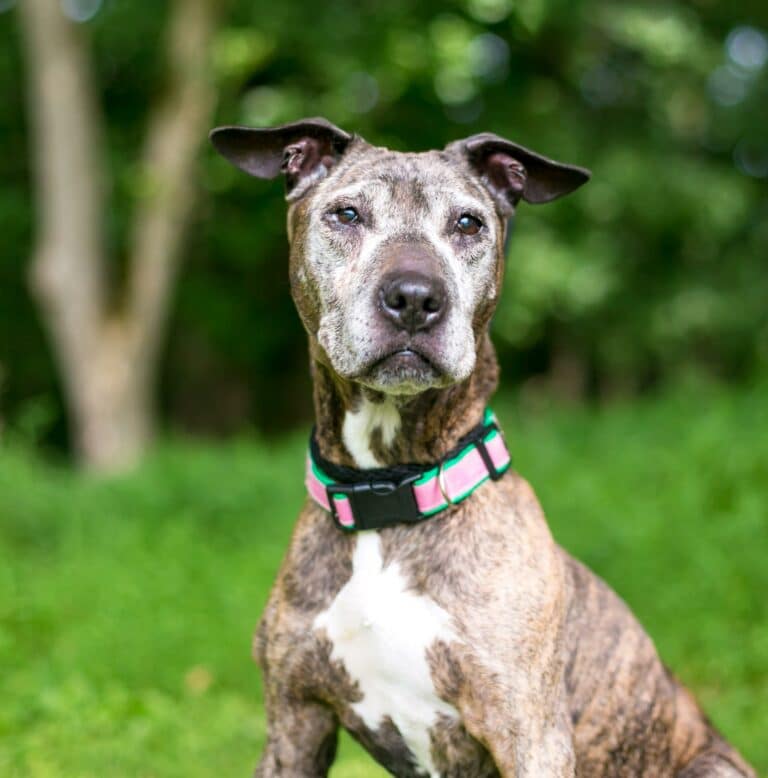 Senior Pet Care Packages