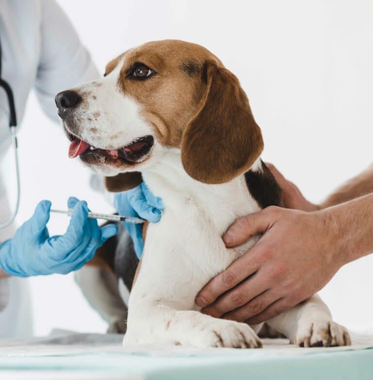 Wellness and Preventive Care