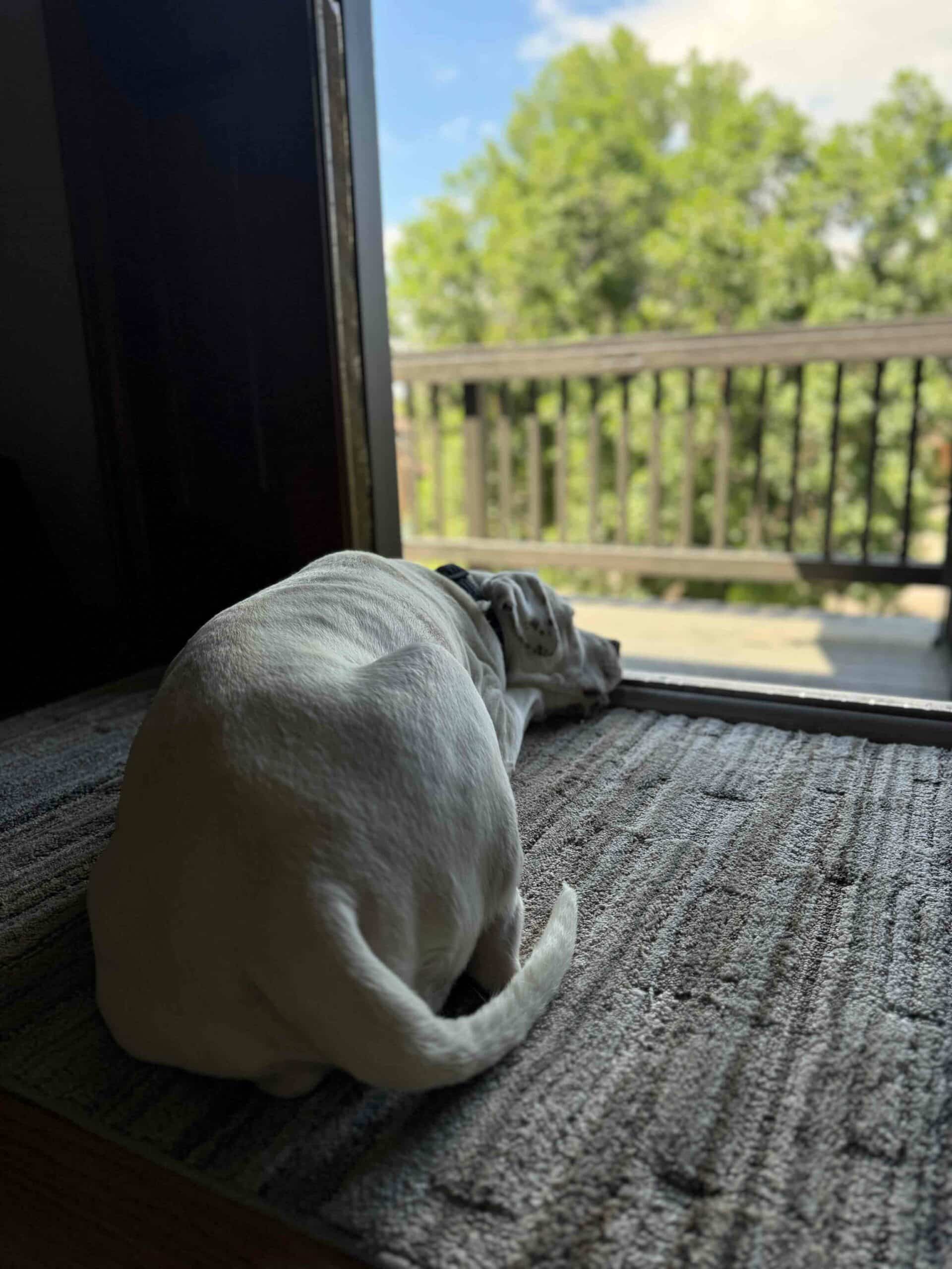 Why Families in Cullman County Choose Us for Pet Euthanasia