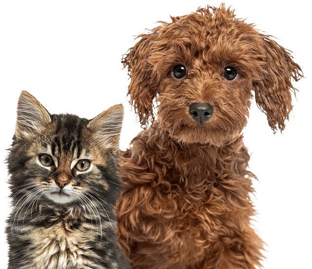 Your Pet's Wellness Starts Here